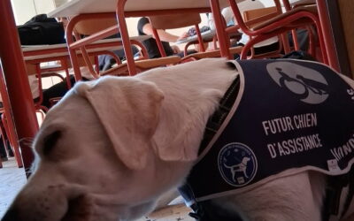 Le chien d’assistance est de retour au LP !